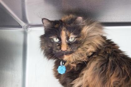 Enlarge Mama, a Adoptable mixed breed in Woodbury, MN image 2/2