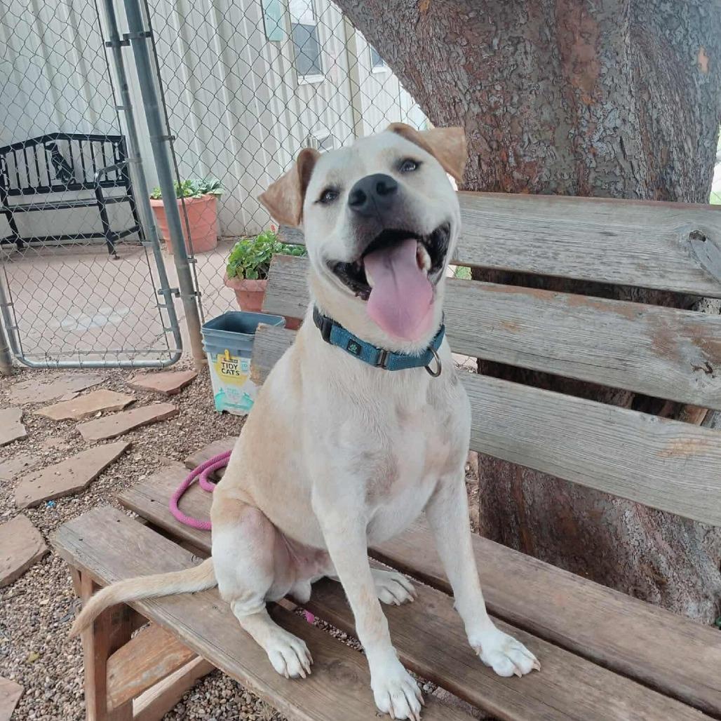 Morris, Adoptable, Adult Male Pit Bull Terrier.