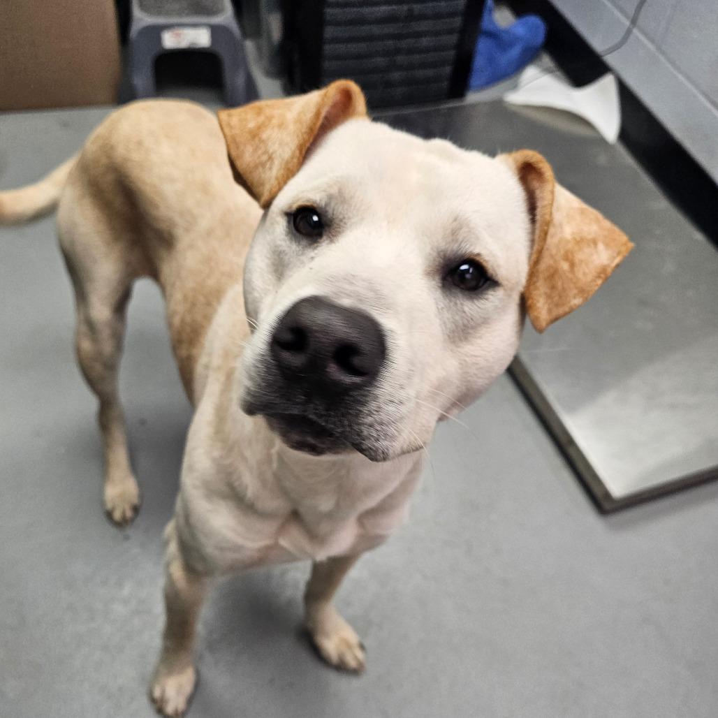 Enlarge Morris, a Adoptable mixed breed in Duncan, OK image 2/6