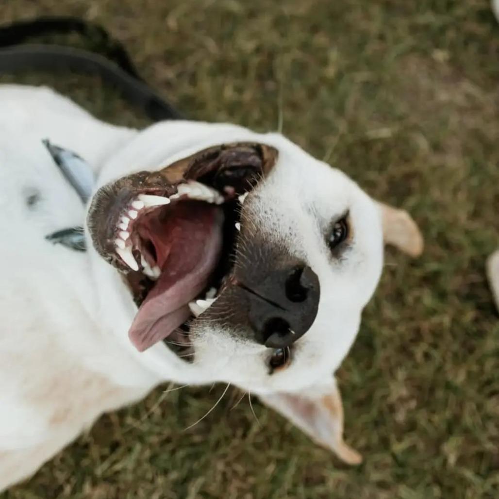 Enlarge Morris, a Adoptable mixed breed in Duncan, OK image 3/6