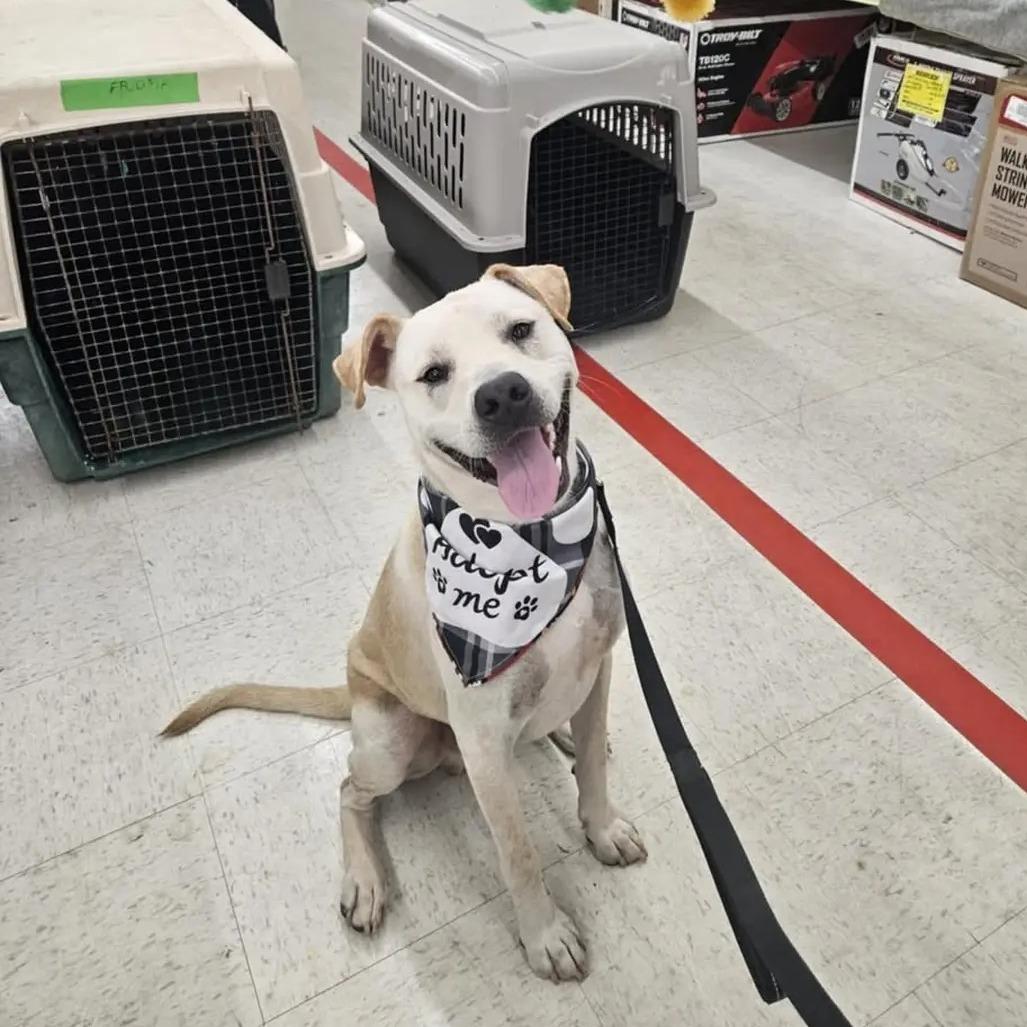 Enlarge Morris, a Adoptable mixed breed in Duncan, OK image 4/6