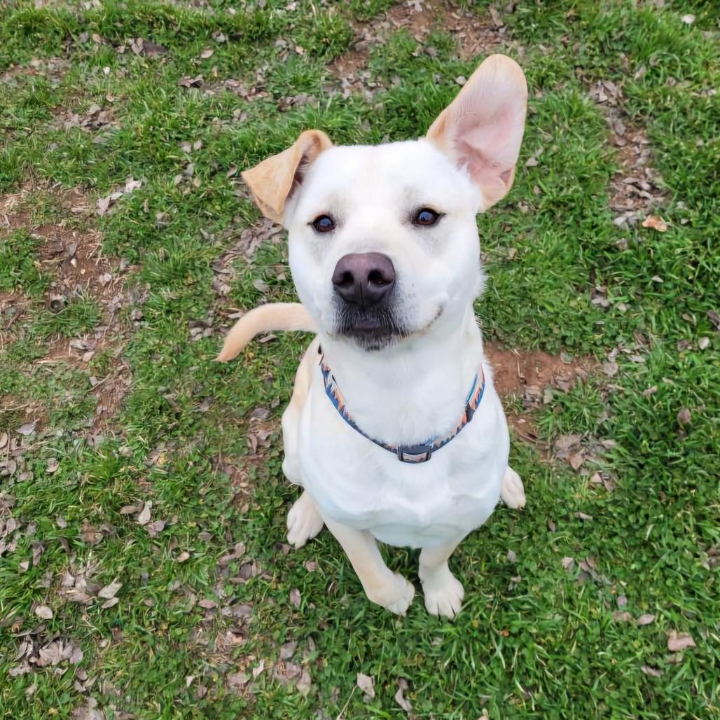 Enlarge Morris, a Adoptable mixed breed in Duncan, OK image 5/6