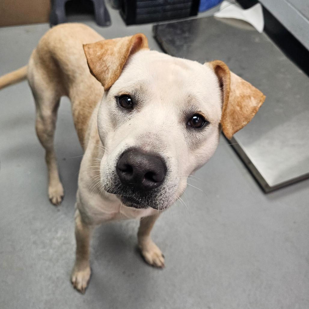 Enlarge Morris, a Adoptable mixed breed in Duncan, OK image 6/6