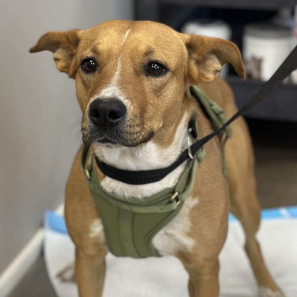 Izzy, a Adoptable Mixed Breed in Midland, TX image 1/2