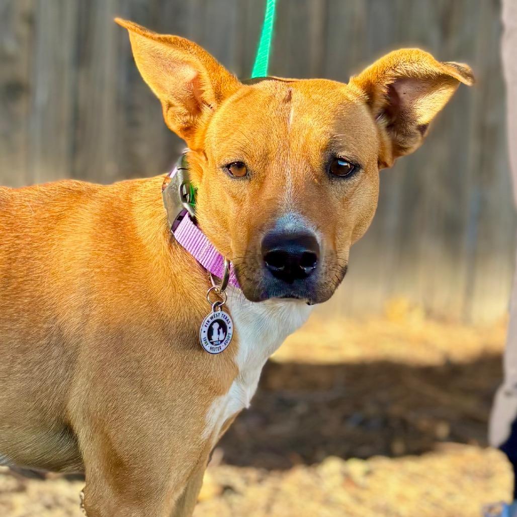 Izzy, a Adoptable Mixed Breed in Midland, TX image 2/2