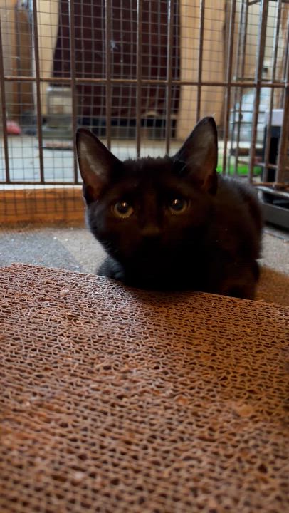 Enlarge Gobo, a Adoptable mixed breed in Newark valley, NY video 3/4