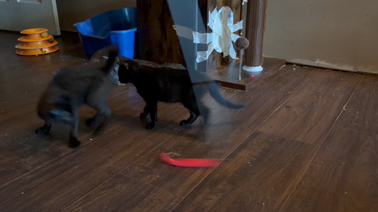 Enlarge Gobo, a Adoptable mixed breed in Newark valley, NY video 4/4