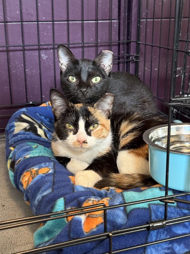 Enlarge Madison w/Camilla, a Adoptable Domestic Short Hair in Duxbury, MA image 1/4