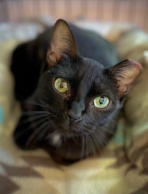 Enlarge Madison w/Camilla, a Adoptable Domestic Short Hair in Duxbury, MA image 2/4