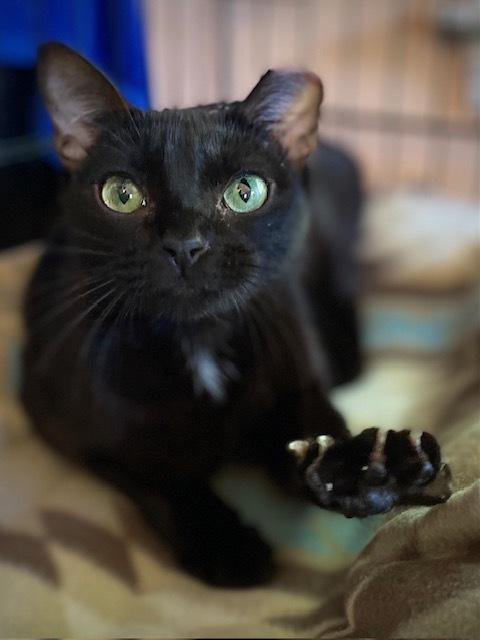 Enlarge Madison w/Camilla, a Adoptable Domestic Short Hair in Duxbury, MA image 3/4