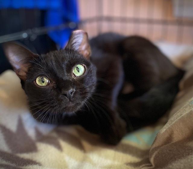 Enlarge Madison w/Camilla, a Adoptable Domestic Short Hair in Duxbury, MA image 4/4