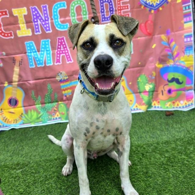 TOBY, Adoptable, Adult Male German Shepherd Dog & Mixed Breed.