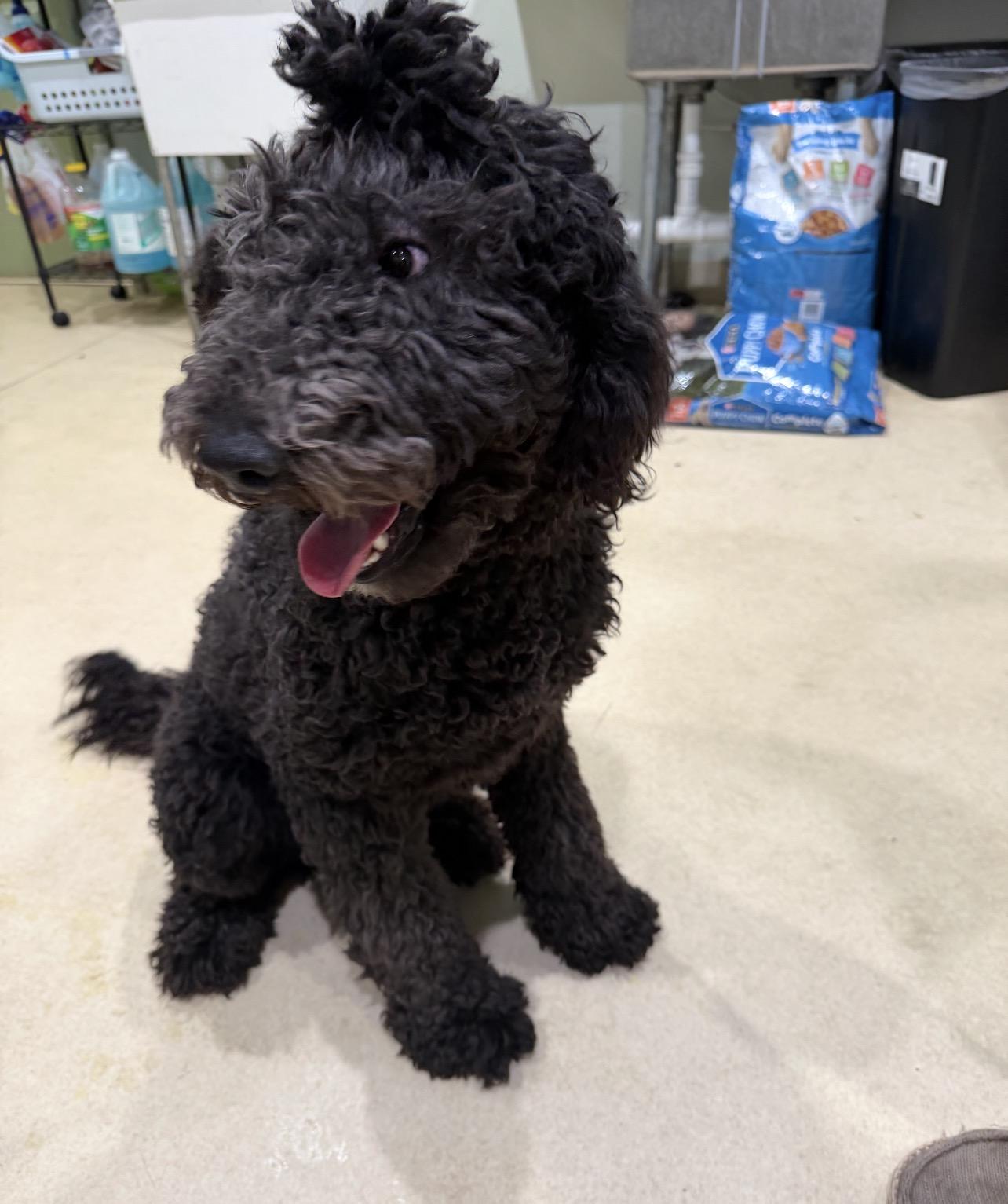 King, an adopted Standard Poodle in Sebring, FL image 3/4