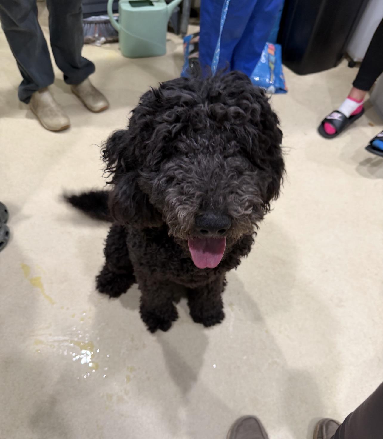 King, an adopted Standard Poodle in Sebring, FL image 2/4