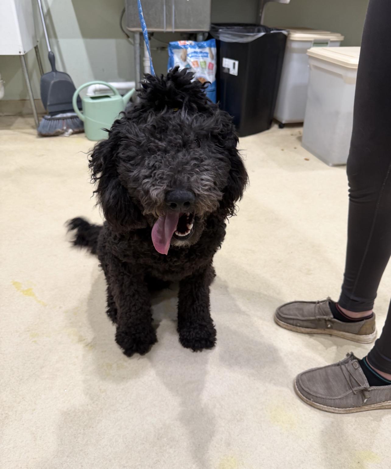 King, an adopted Standard Poodle in Sebring, FL image 4/4