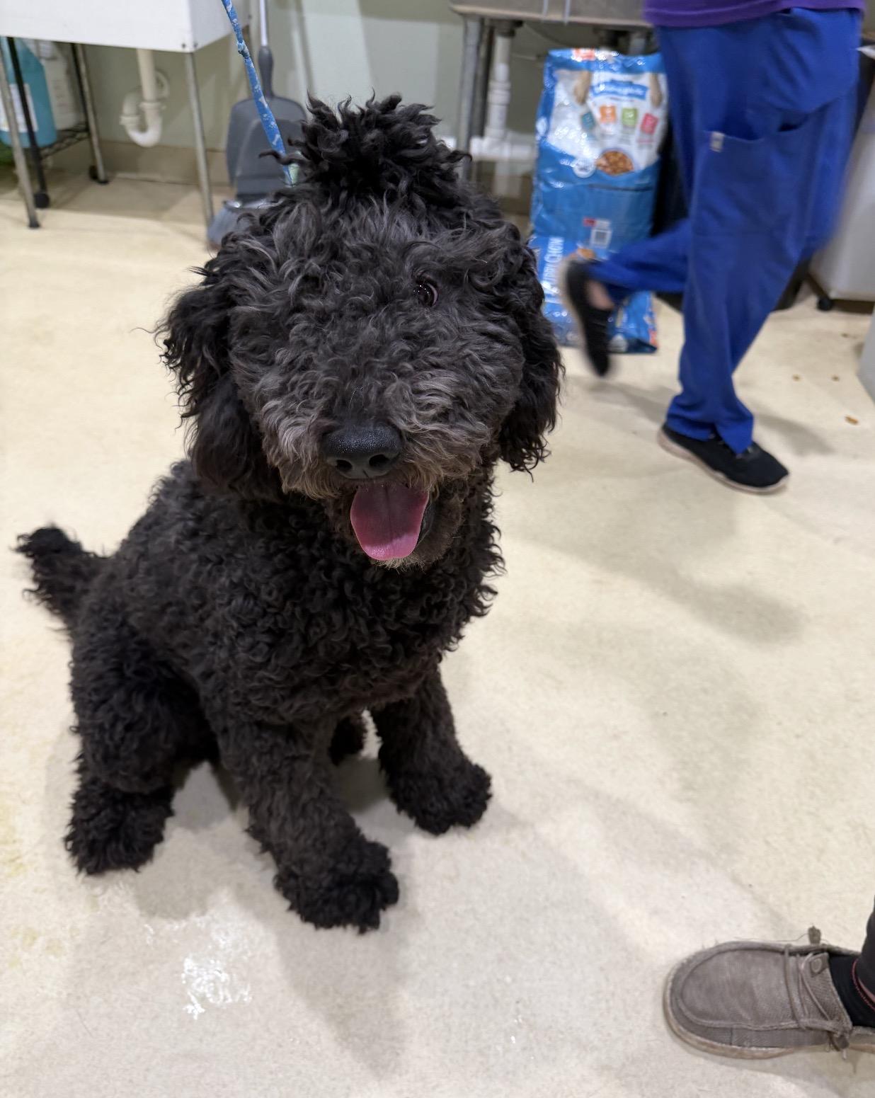 King, adopted, Puppy Male Standard Poodle.