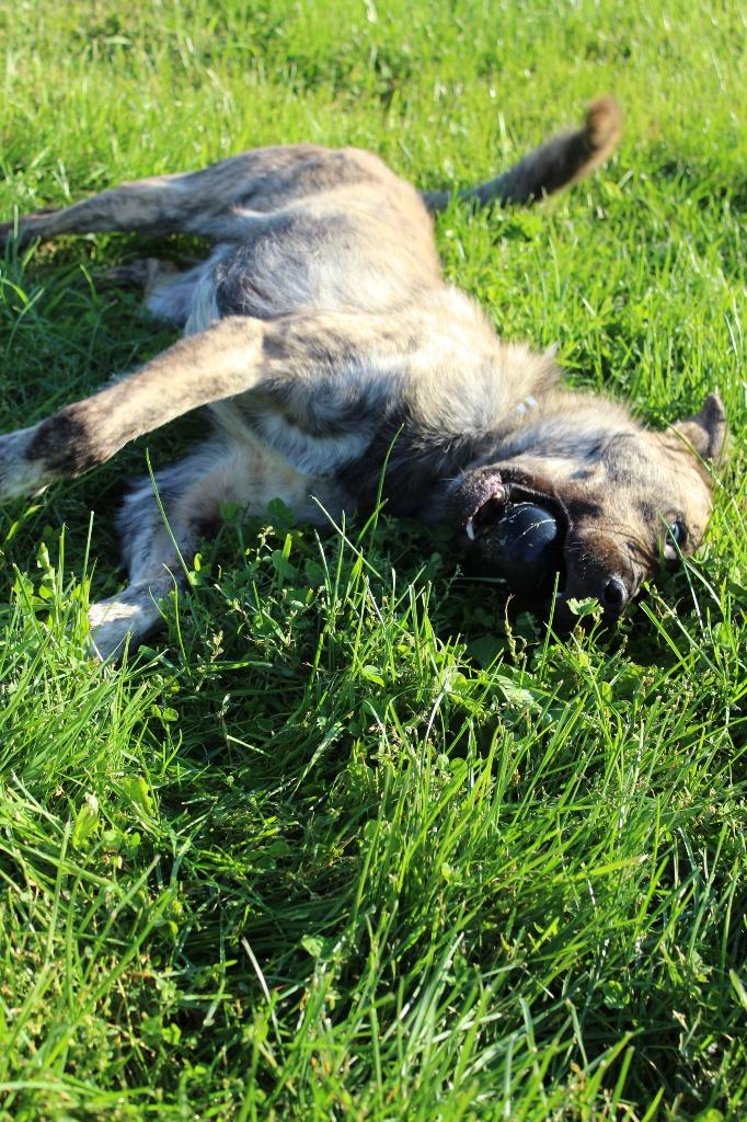 Max, Adoptable, Adult Male Mixed Breed.