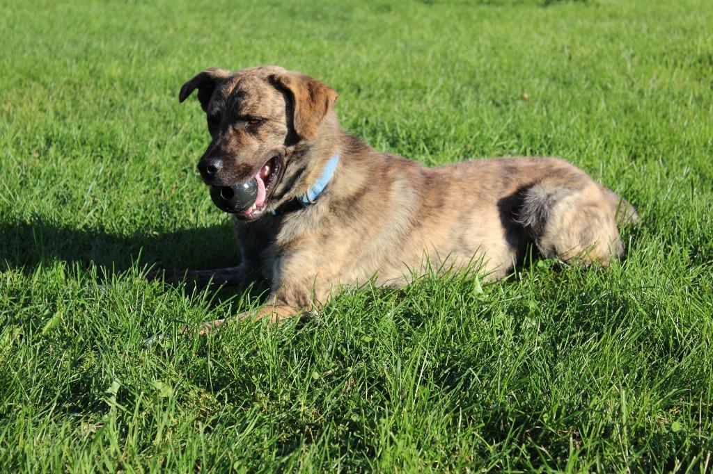 Enlarge Max, a Adoptable mixed breed in Neillsville, WI image 2/6