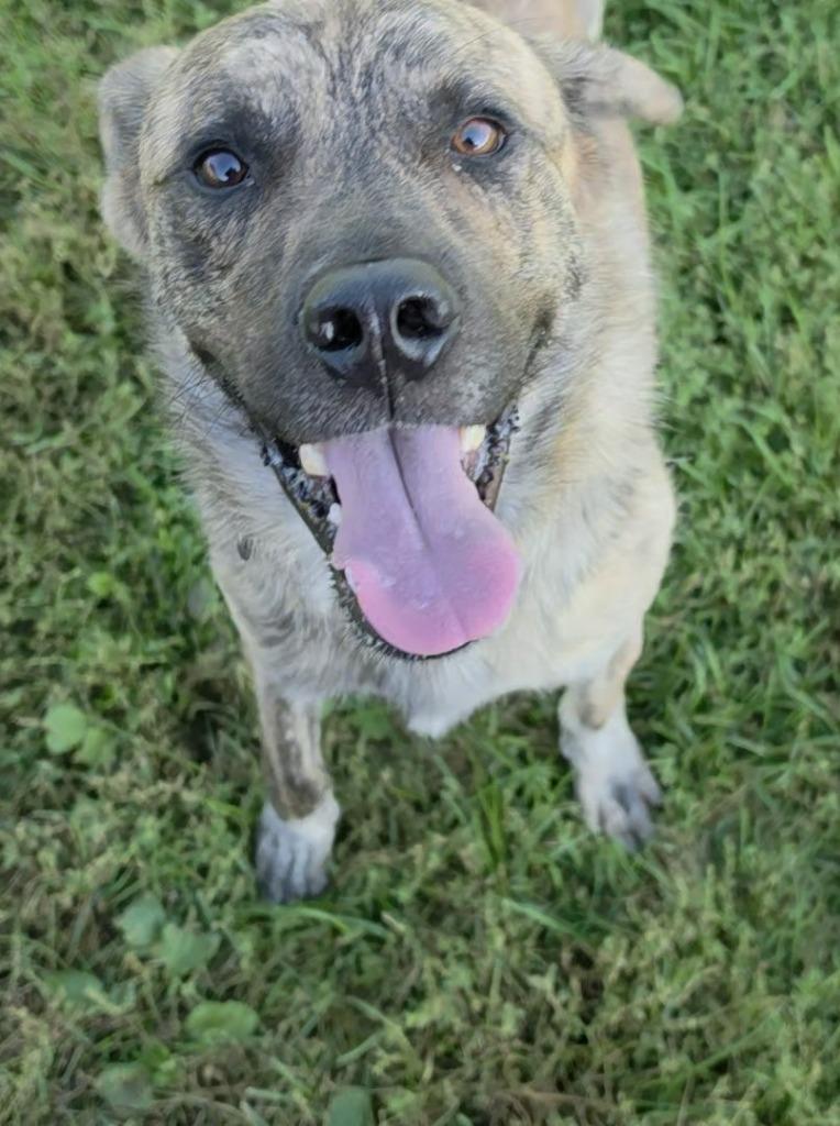 Enlarge Max, a Adoptable mixed breed in Neillsville, WI image 3/6