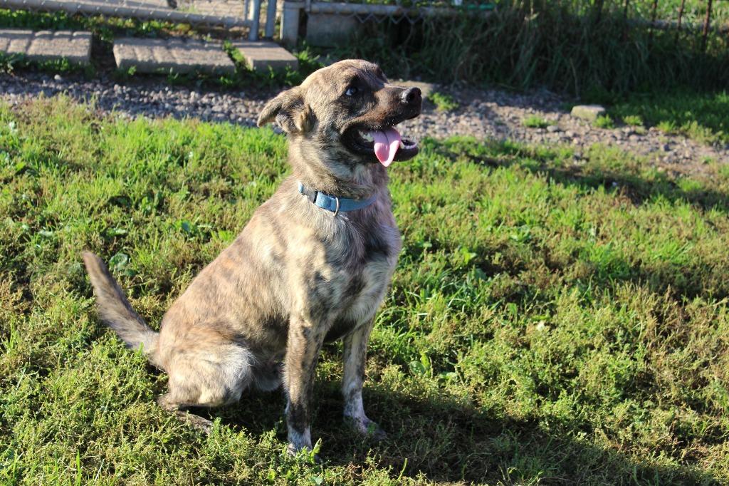 Enlarge Max, a Adoptable mixed breed in Neillsville, WI image 4/6