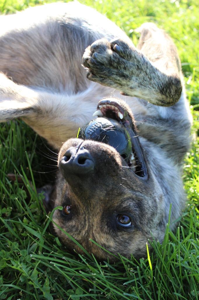 Enlarge Max, a Adoptable mixed breed in Neillsville, WI image 5/6