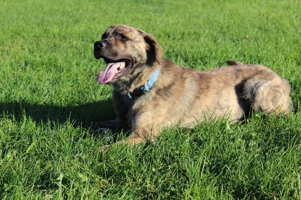Enlarge Max, a Adoptable mixed breed in Neillsville, WI image 6/6