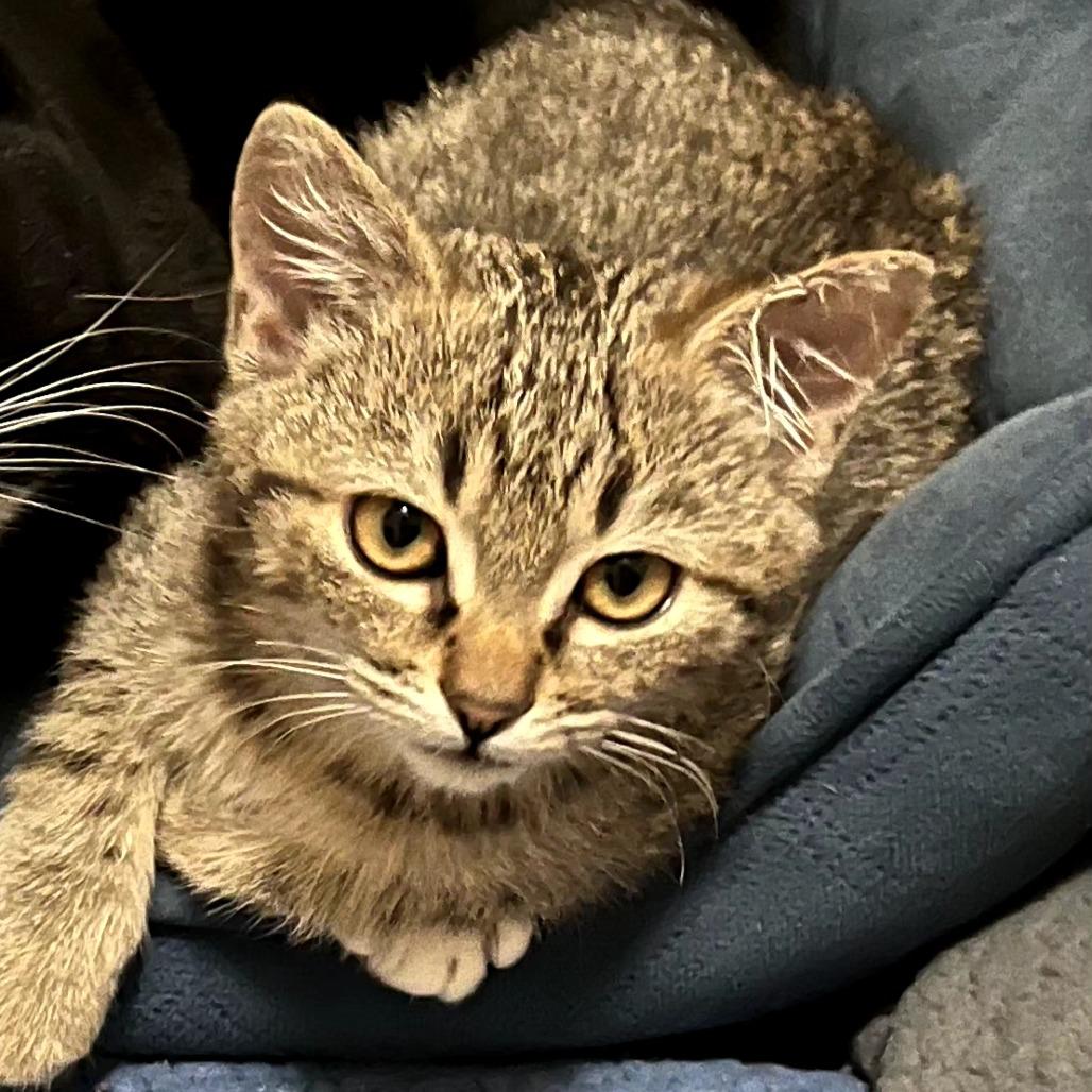 Trixie, Adoptable, Kitten Female Domestic Short Hair.