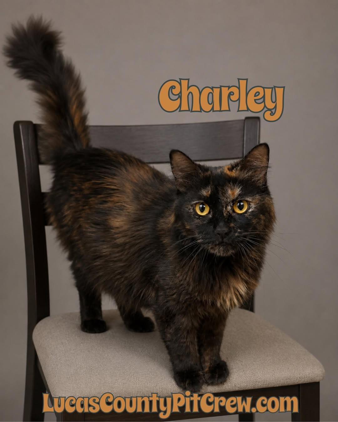 Charley, adopted, Young Female Tortoiseshell.