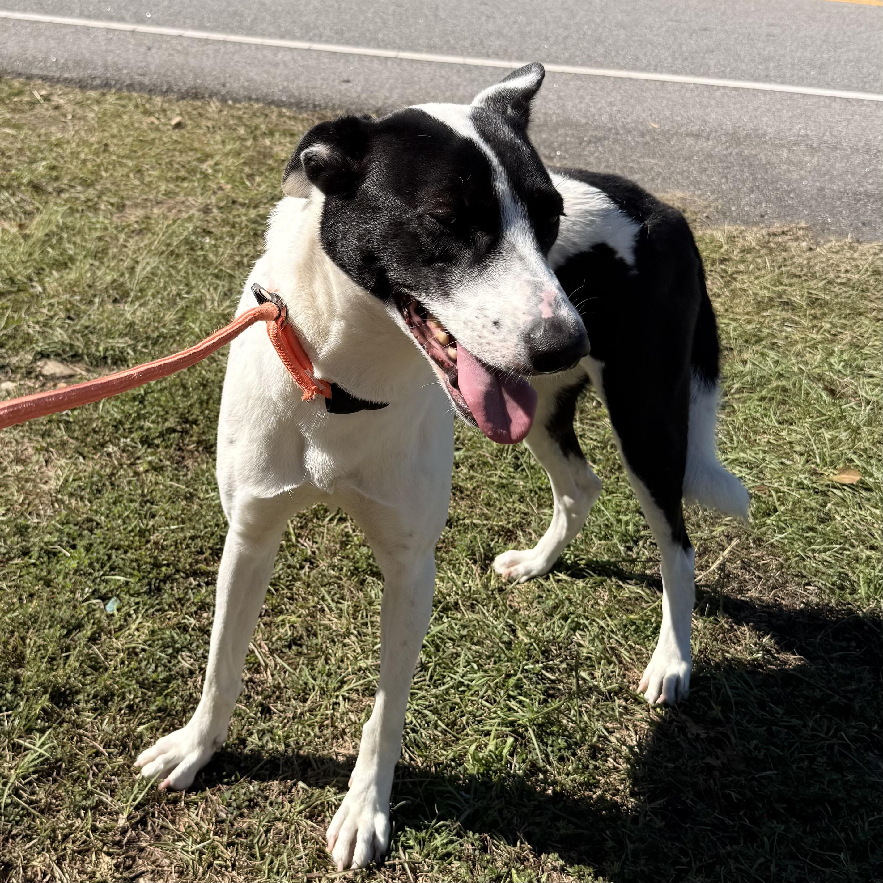 Enlarge Precious, a Adoptable mixed breed in Jamaica Plain, MA image 5/6