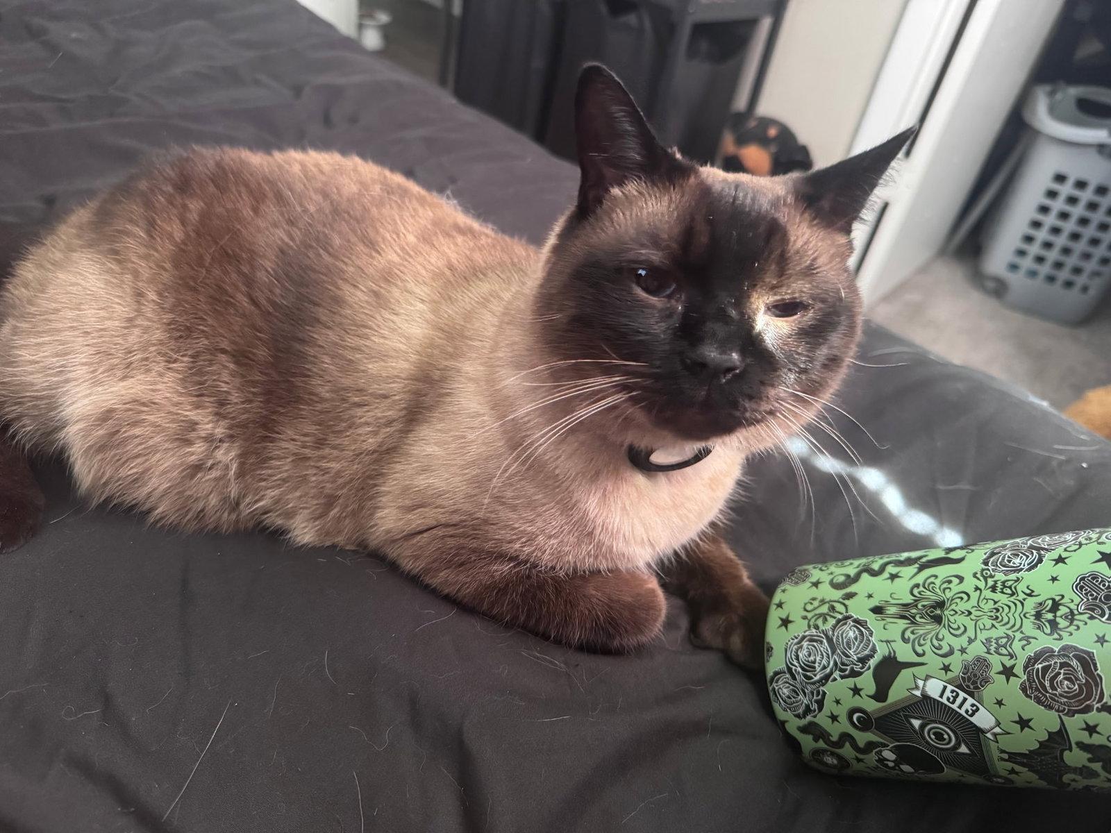 Enlarge Oliver the Seal Point Siamese, a Adoptable mixed breed in Oviedo, FL image 1/3