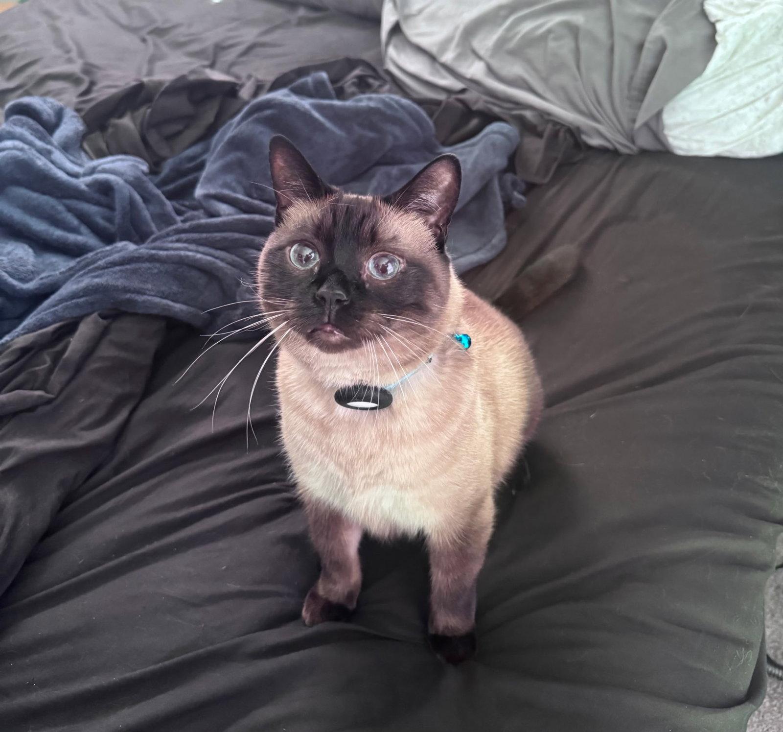 Enlarge Oliver the Seal Point Siamese, a Adoptable mixed breed in Oviedo, FL image 2/3