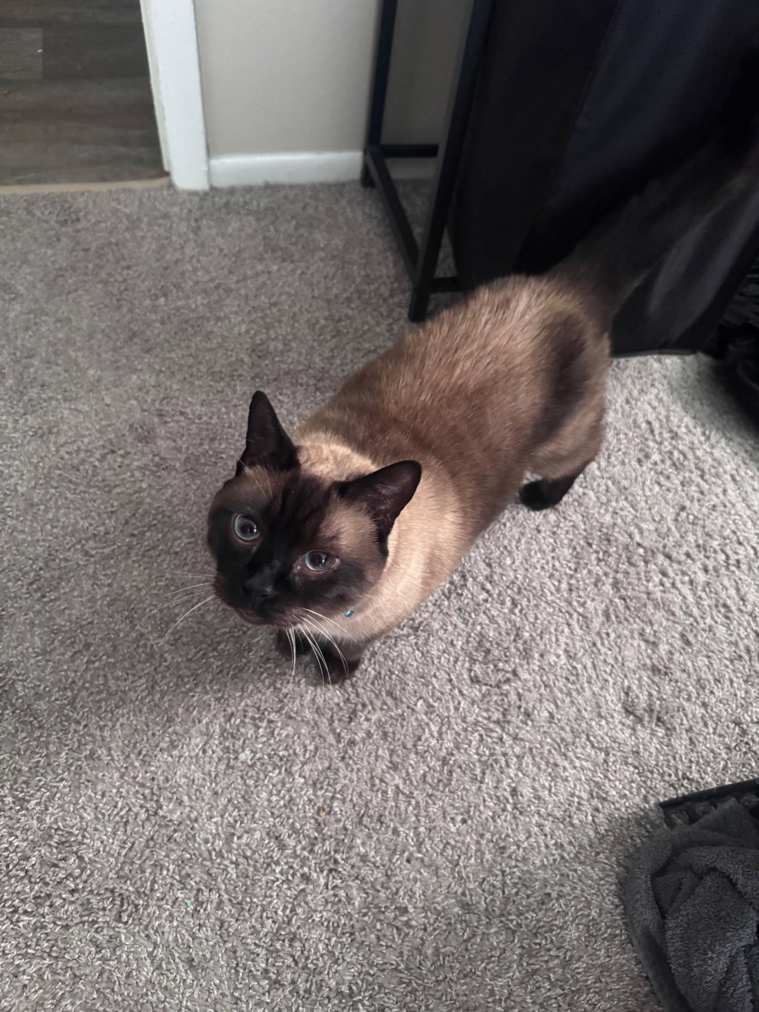 Enlarge Oliver the Seal Point Siamese, a Adoptable mixed breed in Oviedo, FL image 3/3