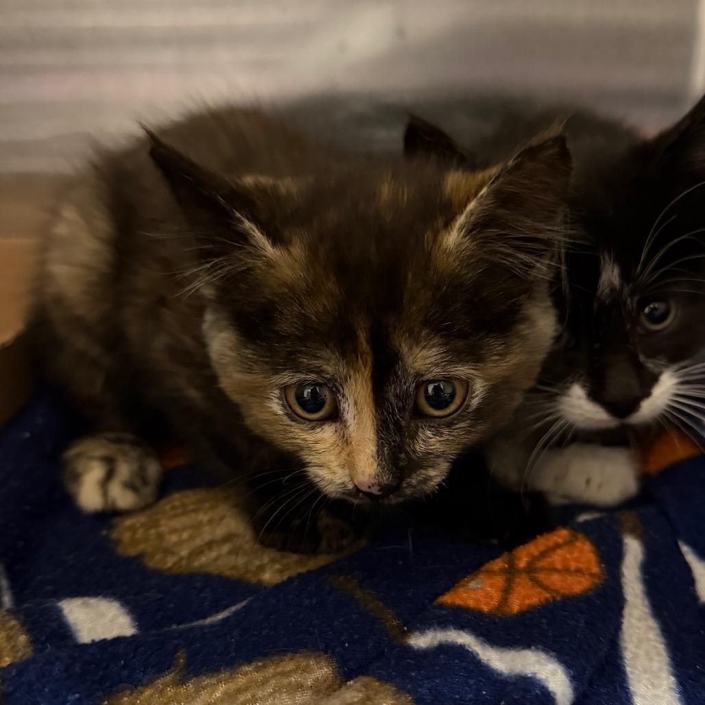 Mrs. White, Adoptable, Kitten Female Domestic Short Hair.