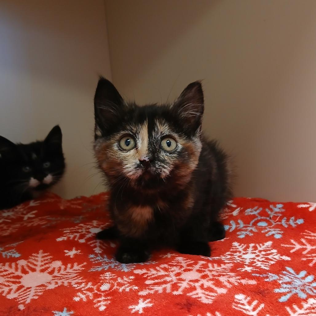 Enlarge Mrs. White, a Adoptable Domestic Short Hair in Cody, WY image 2/2