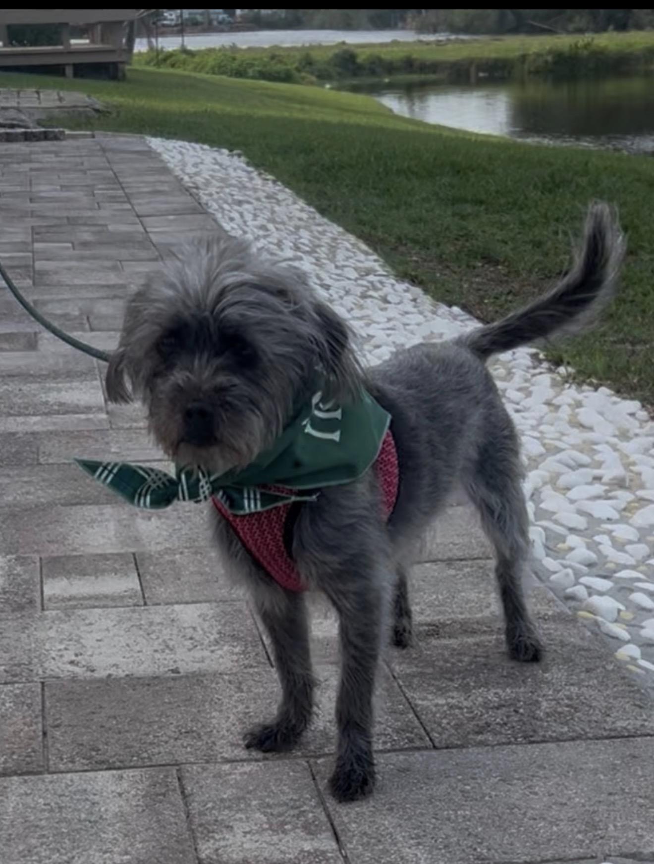 Enlarge Malaya, a ADOPTABLE Miniature Schnauzer in Palm springs, FL image 4/4