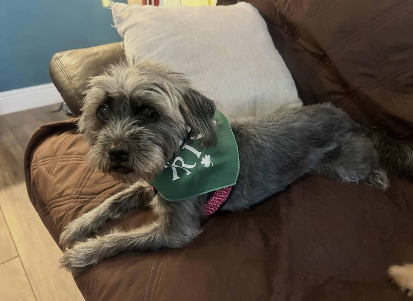 Enlarge Malaya, a ADOPTABLE Miniature Schnauzer in Palm springs, FL image 3/4