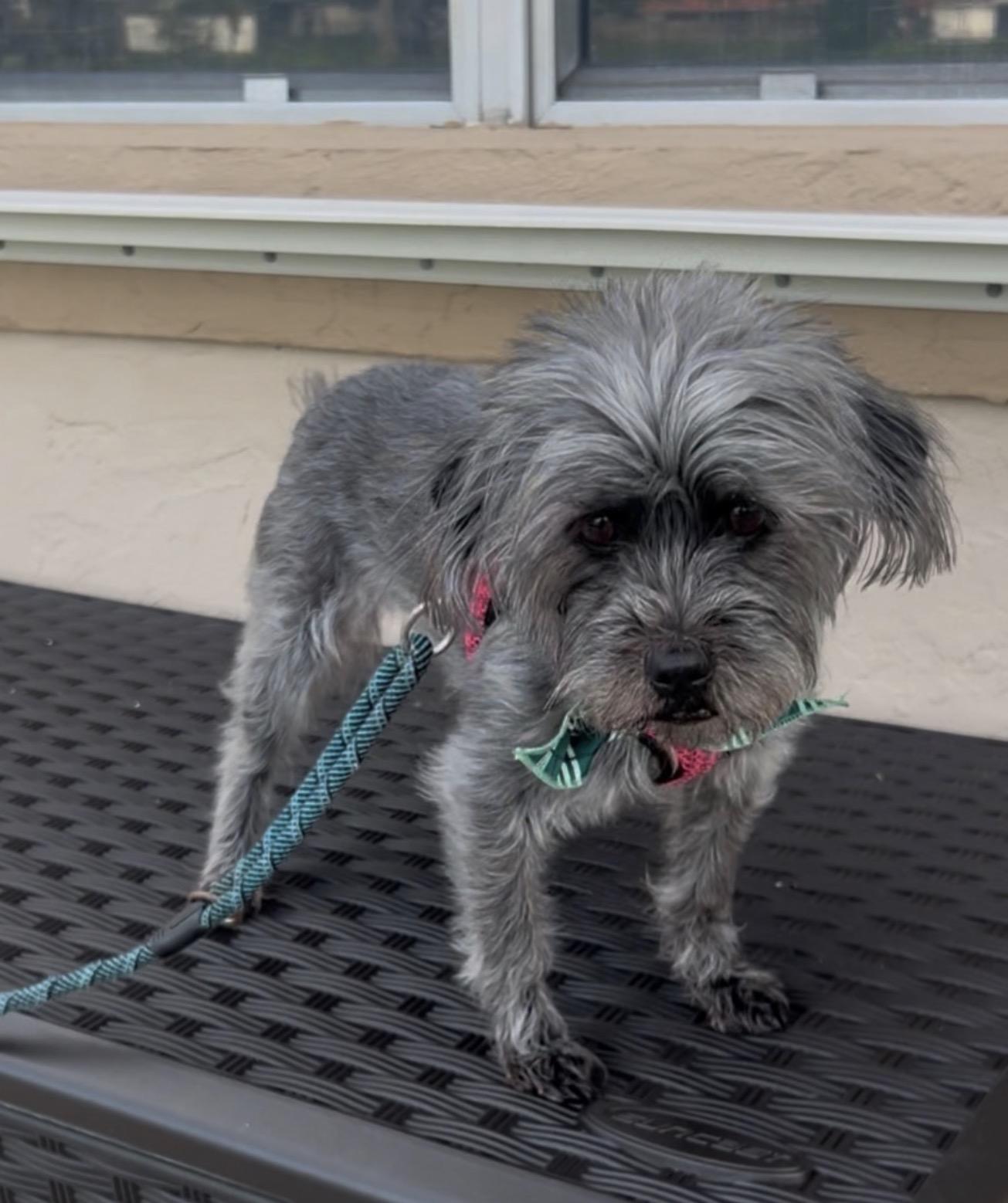 Malaya, ADOPTABLE, Adult Female Miniature Schnauzer.