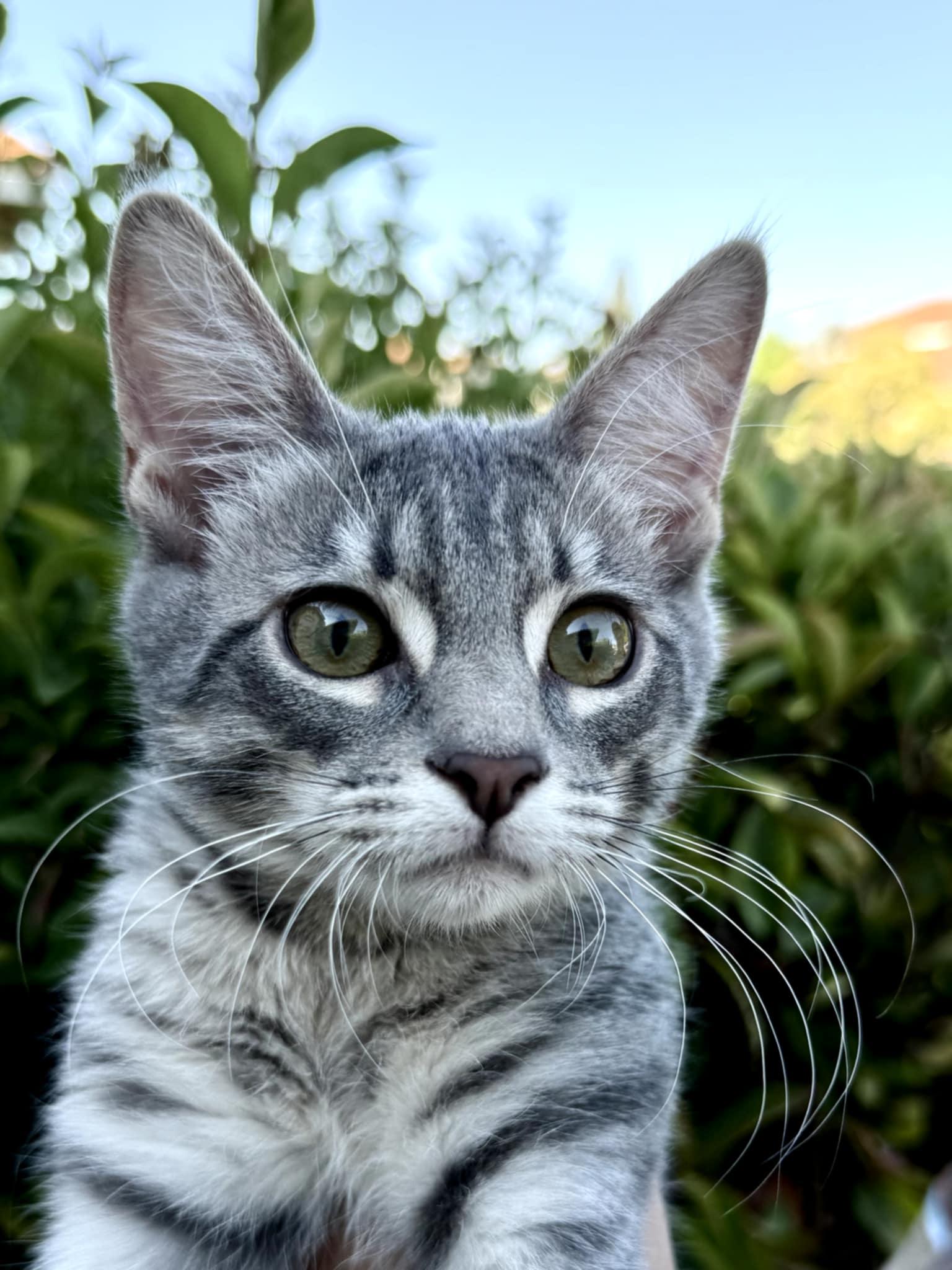 Charlie, Adopted, Young Male Domestic Short Hair.