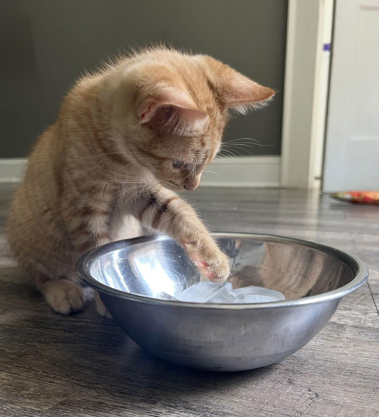 Enlarge Sam, a Adopted Domestic Short Hair in Pittsboro, NC image 1/3