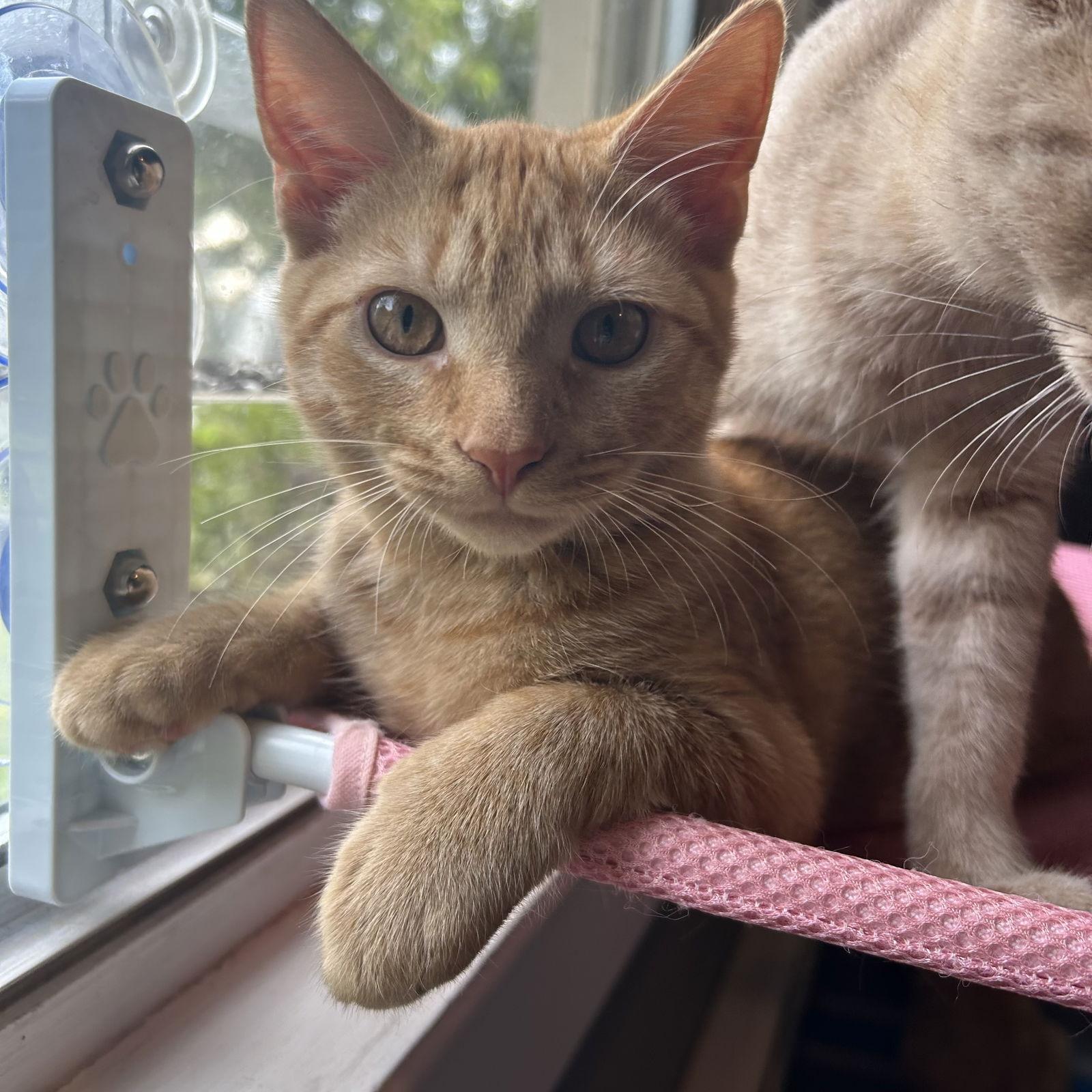 Enlarge Sam, a Adopted Domestic Short Hair in Pittsboro, NC image 2/3