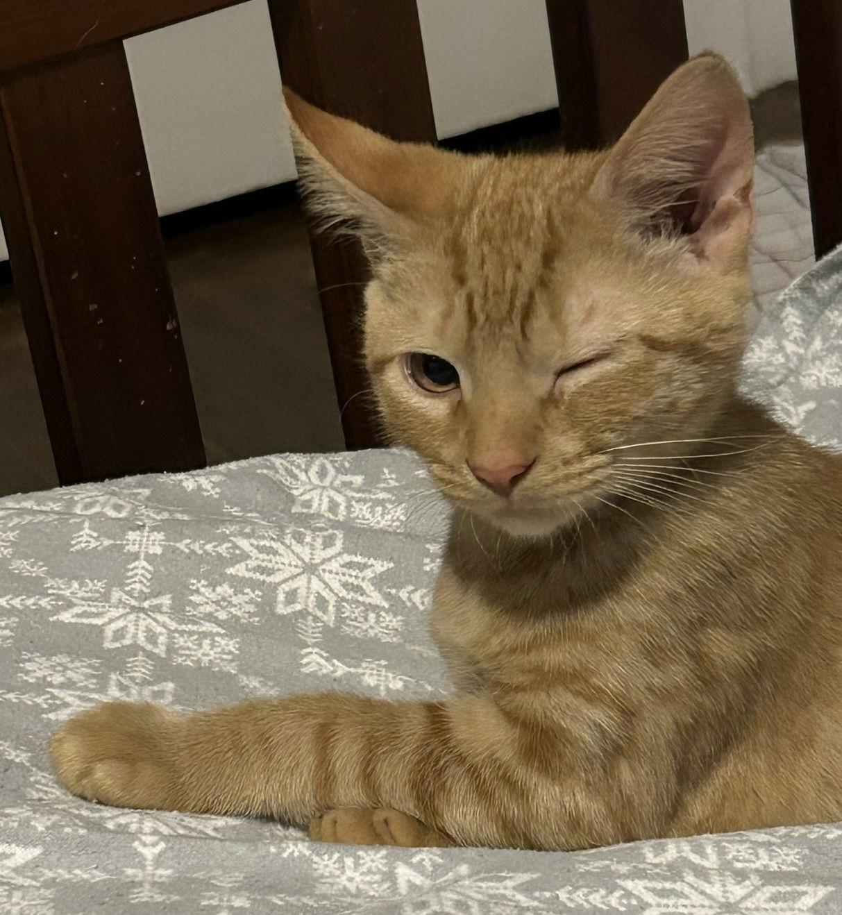 Enlarge Sam, a Adopted Domestic Short Hair in Pittsboro, NC image 3/3