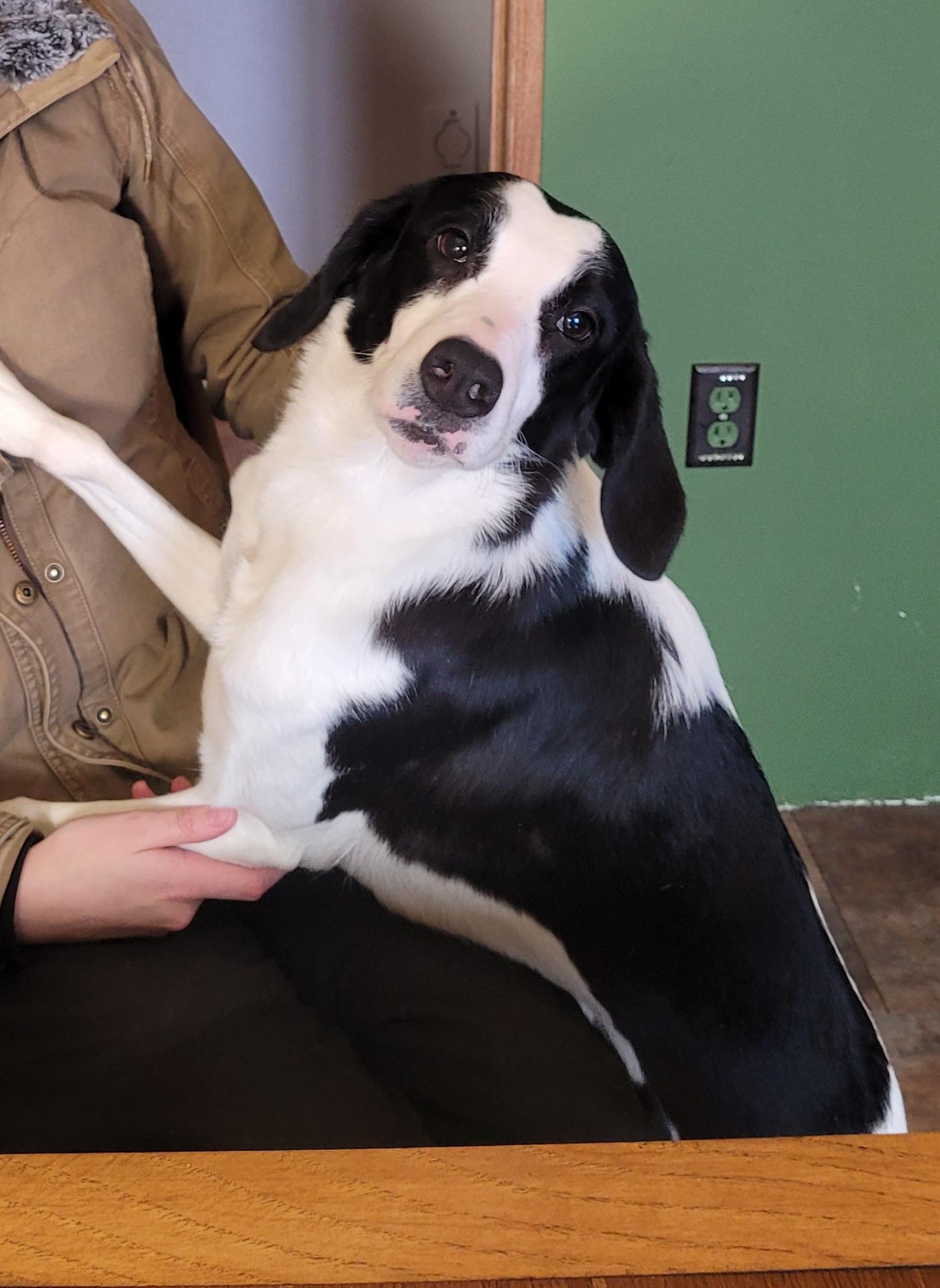 Enlarge Candy, a hold mixed breed in Lacombe, AB image 5/6