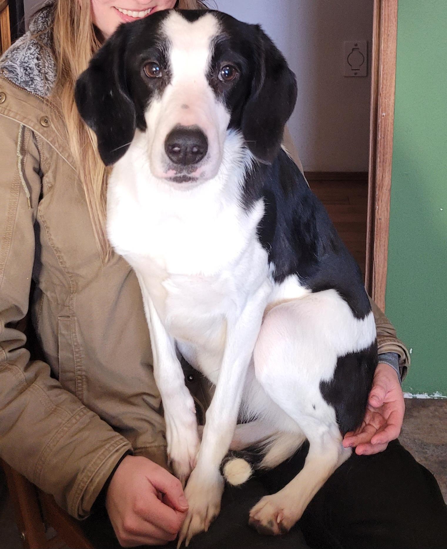 Enlarge Candy, a hold mixed breed in Lacombe, AB image 4/6