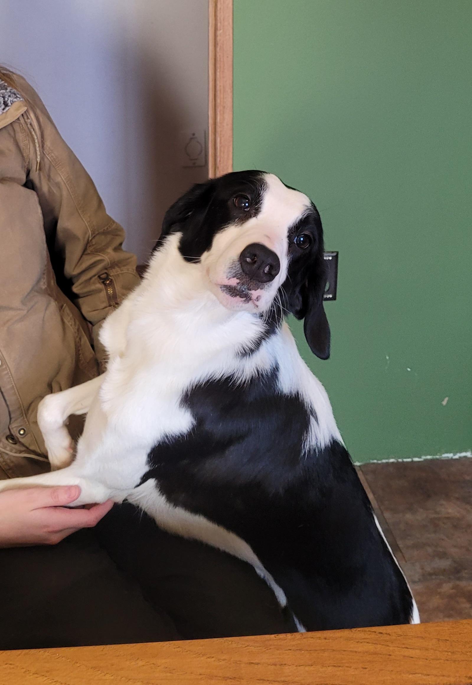 Enlarge Candy, a hold mixed breed in Lacombe, AB image 1/6
