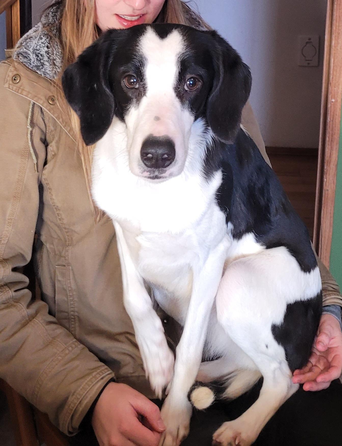 Enlarge Candy, a hold mixed breed in Lacombe, AB image 6/6