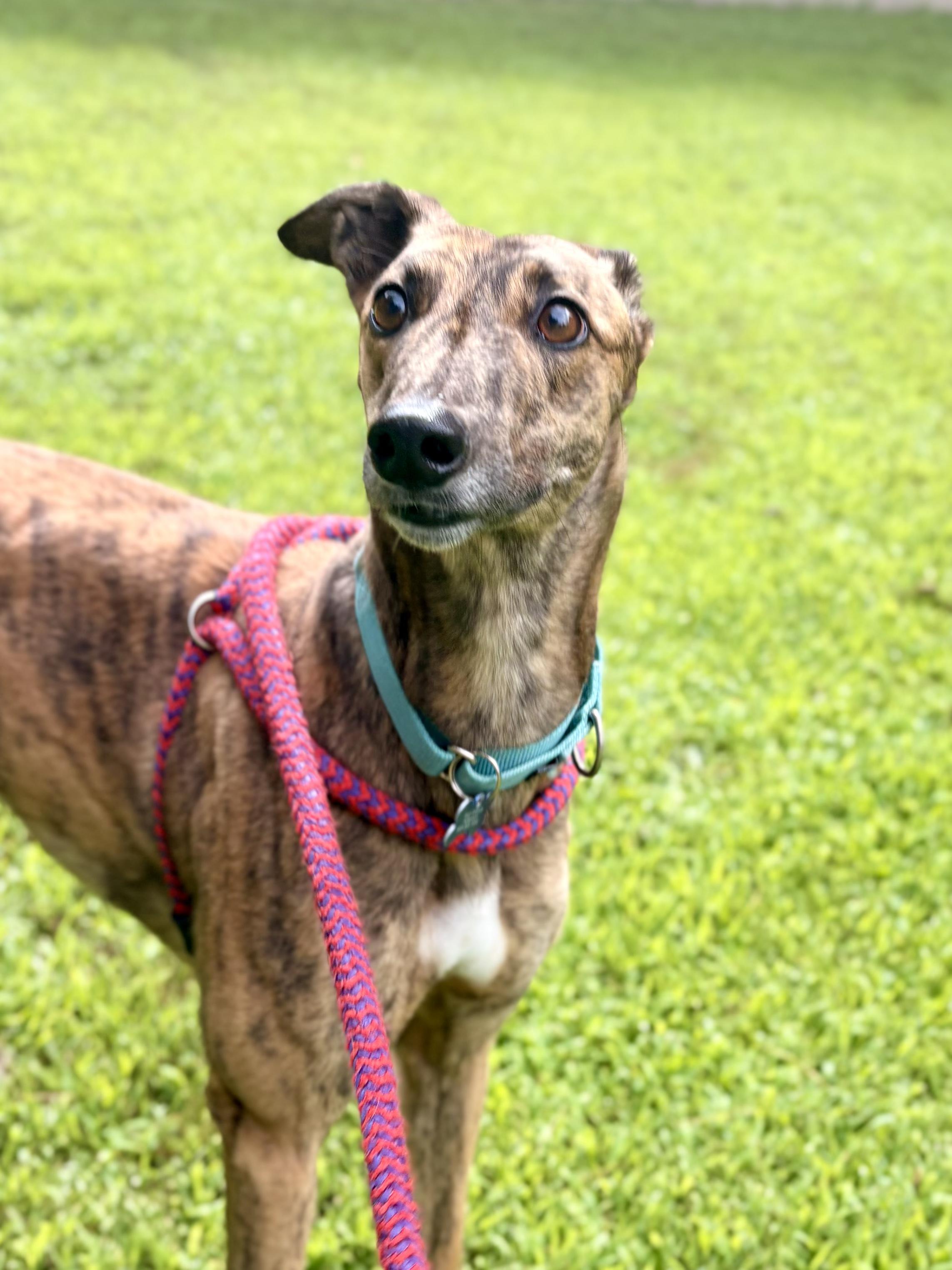 Auri, adopted, Adult Female Greyhound.