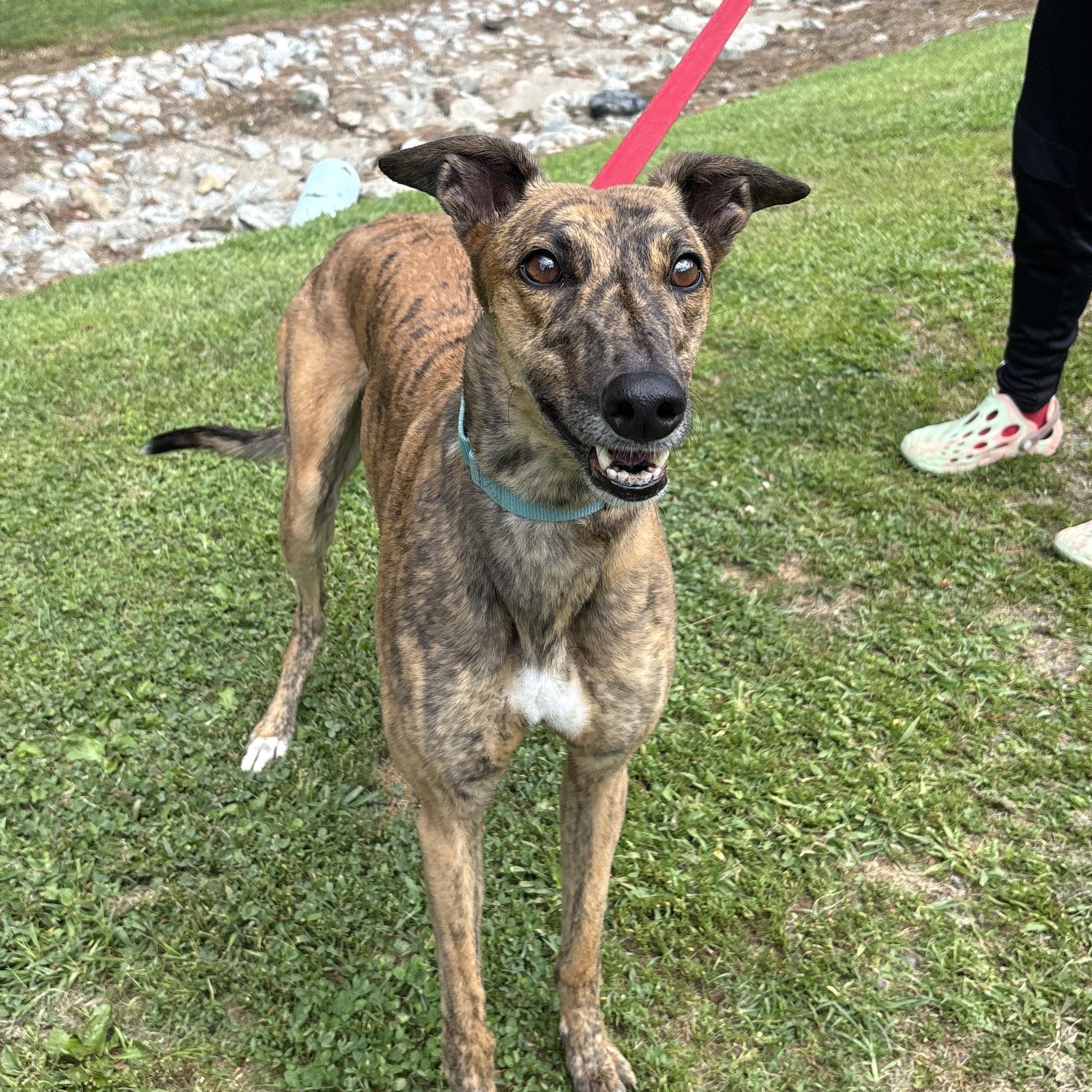 Enlarge Auri, an adopted Greyhound in Swanzey, NH image 2/4