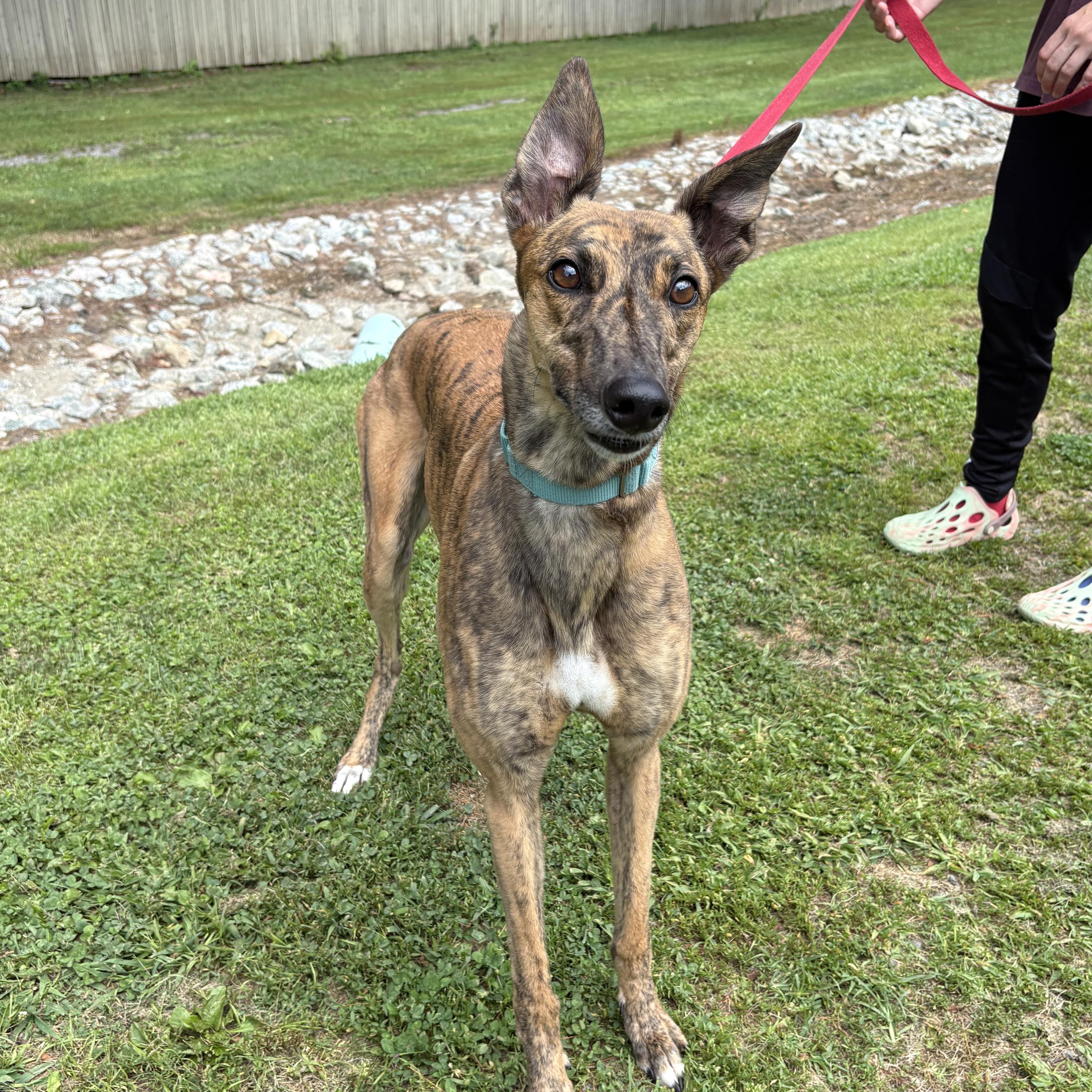 Enlarge Auri, an adopted Greyhound in Swanzey, NH image 3/4