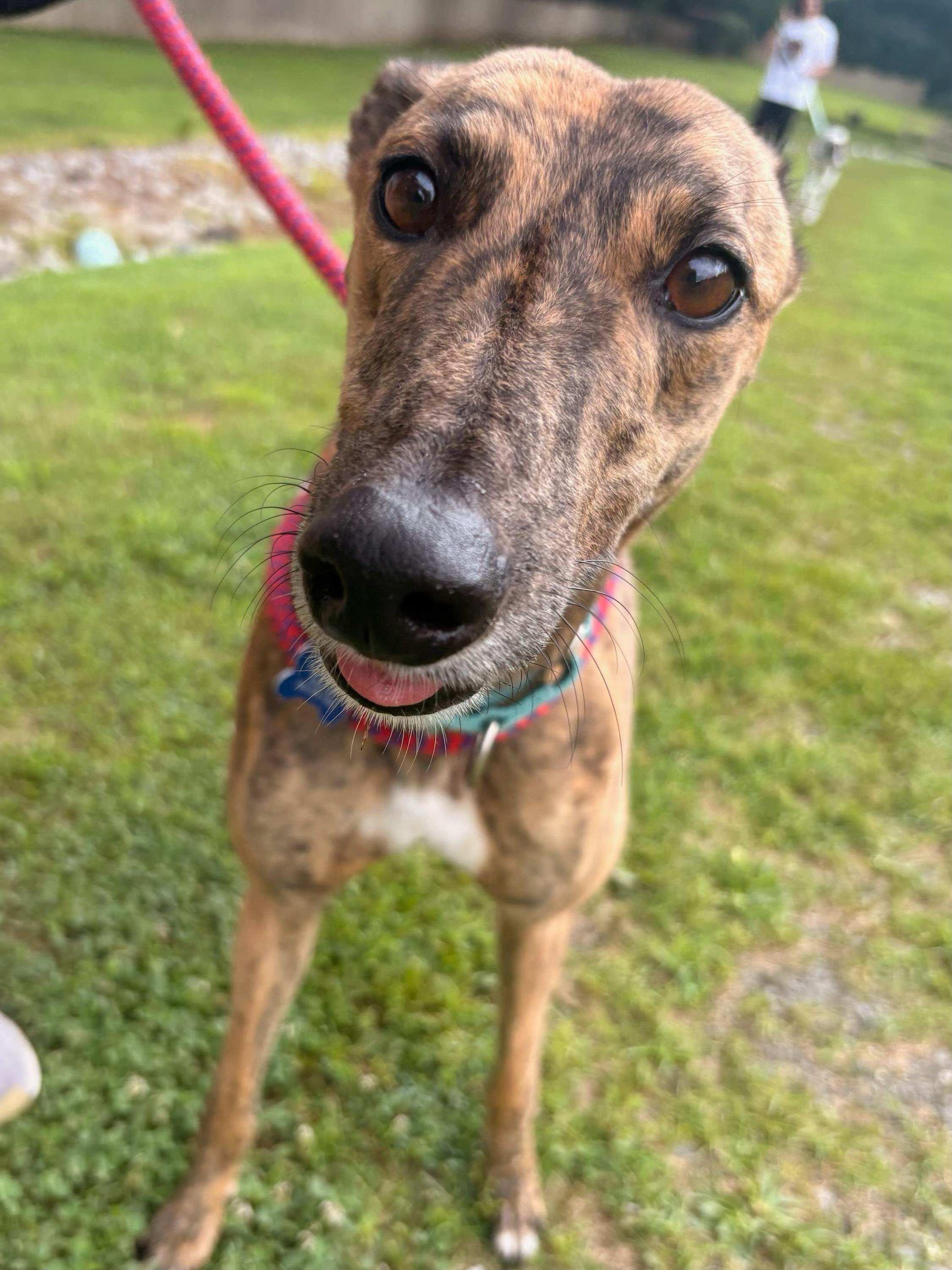 Enlarge Auri, an adopted Greyhound in Swanzey, NH image 4/4