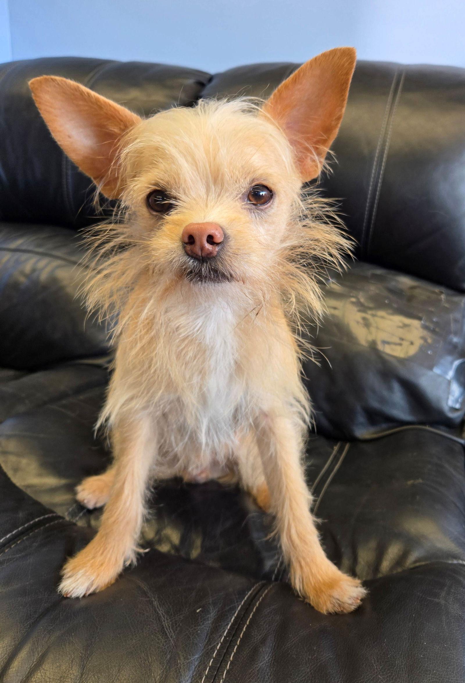 Oliver, a Adopted Chihuahua in Cliffwood, NJ image 2/2